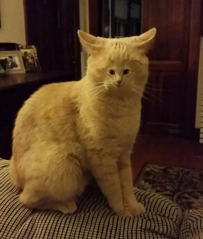 People Are 'Breeding' Cats With Tiny Faces, And We Can't Decide Whether They're Cute Or Scary (Add Yours)