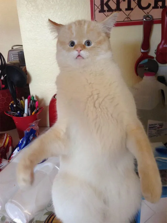 People Are 'Breeding' Cats With Tiny Faces, And We Can't Decide Whether They're Cute Or Scary (Add Yours)