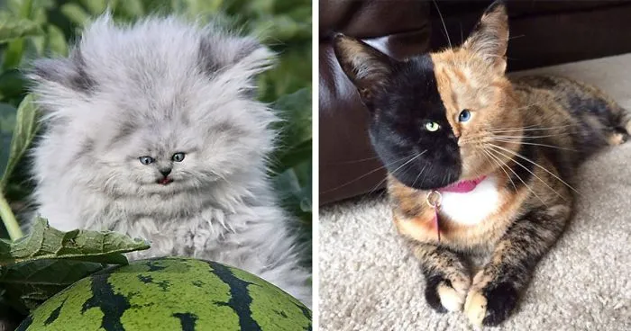 People Are 'Breeding' Cats With Tiny Faces, And We Can't Decide Whether They're Cute Or Scary (Add Yours)