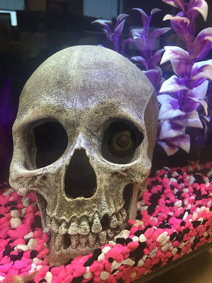 Hay un caracol en el acuario de la oficina y me ha dado un susto hoy