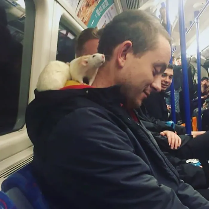 Man on subway with a white rat on his shoulder, creating an unusual scene.