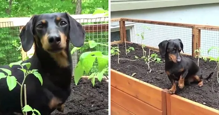 How To Garden With A Wiener