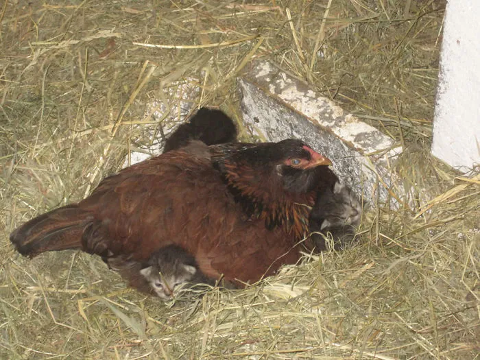 Esta gallina le ha robado los gatitos a su madre