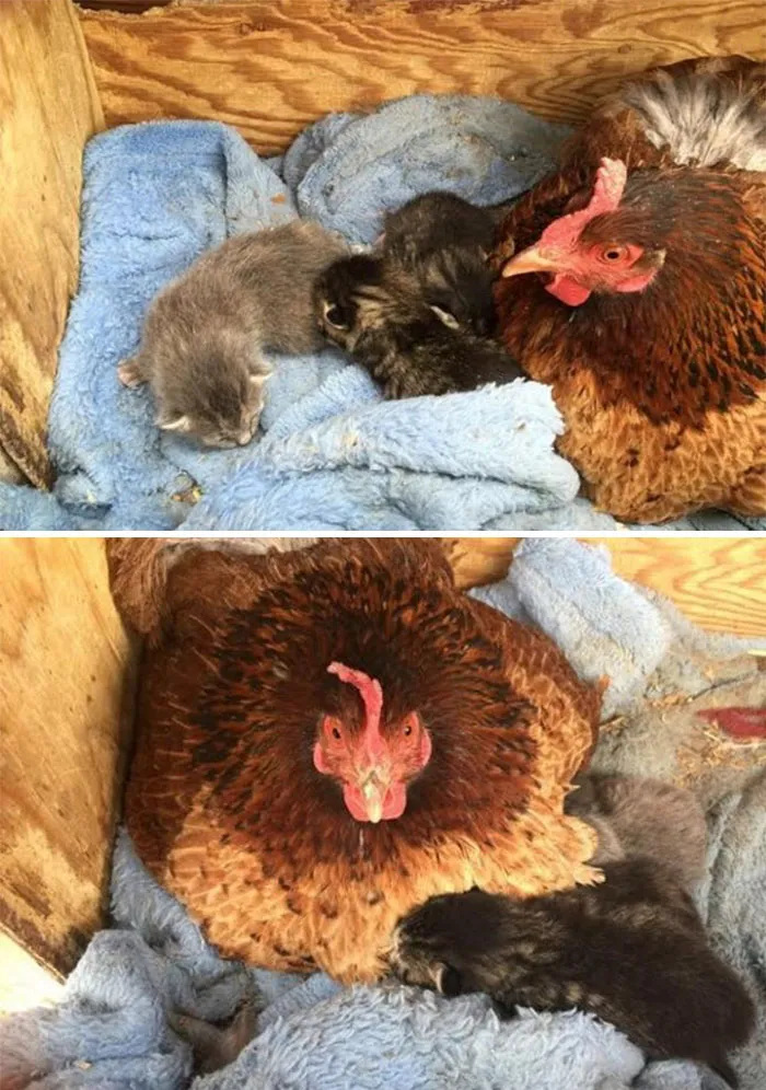 Esta gallina adoptó a una camada de gatitos