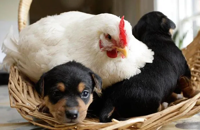 Gallina con sus cachorritos