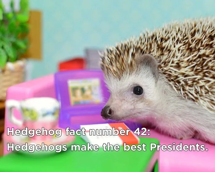 You Won't Believe These Twenty Amazing Facts About Hedgehogs The Government Doesn't Want You To Know