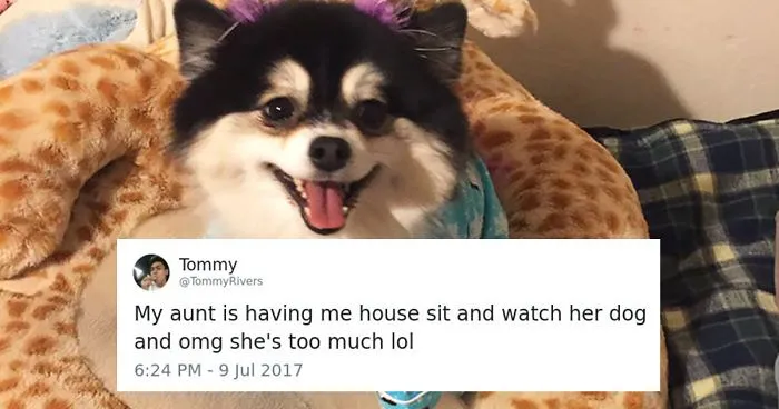 Woman Afraid To Leave Her Dog Alone With Dog Sitter Writes Him List Of Rules, And They Go Viral