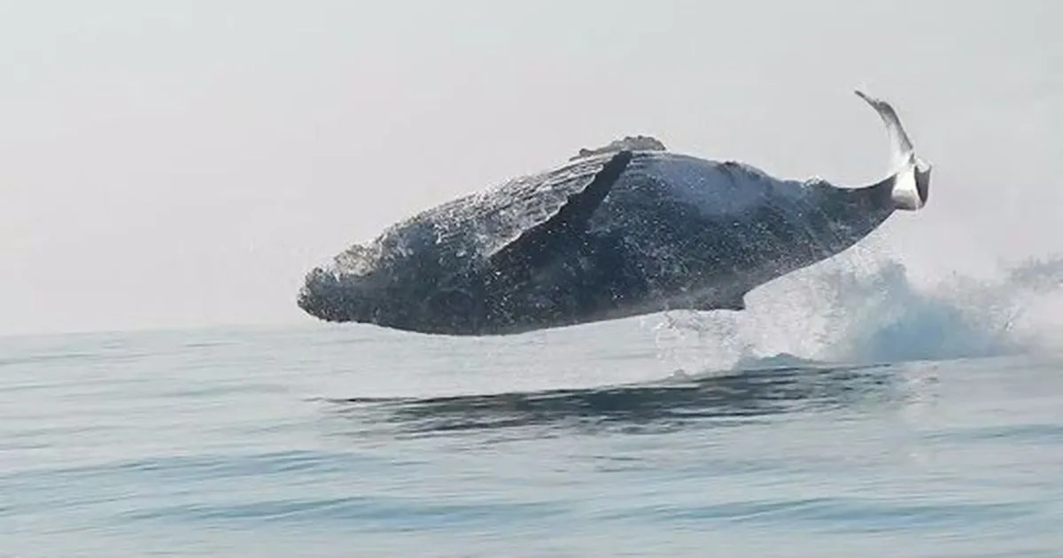 Esta ballena de 40 toneladas fue grabada saltando del agua y es tan increíble que se ha vuelto viral