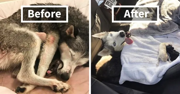 "I Have A Husky Giving Birth In The Back Of My Car. Please Don't Tell My Husband"