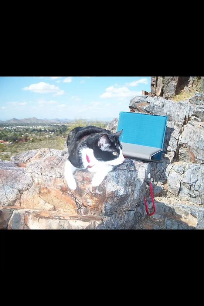 Adventure Cat!!