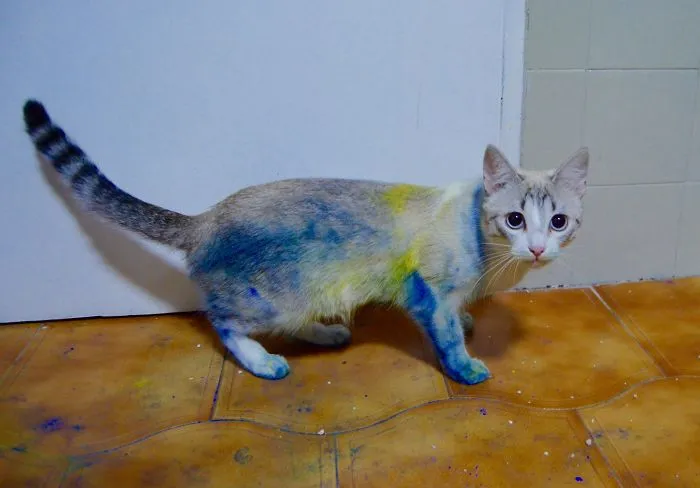 She Found Dyes And Did A Holi Festival Of Colours.
