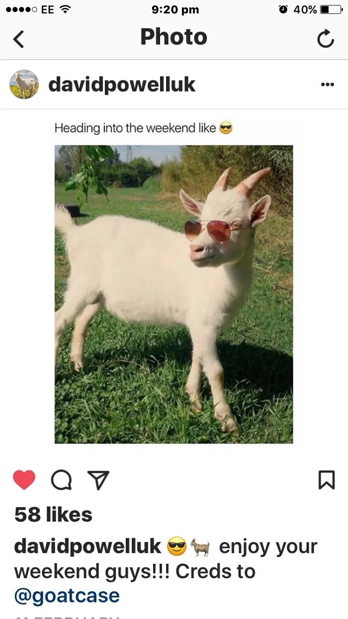 Charles The Sheep Lol