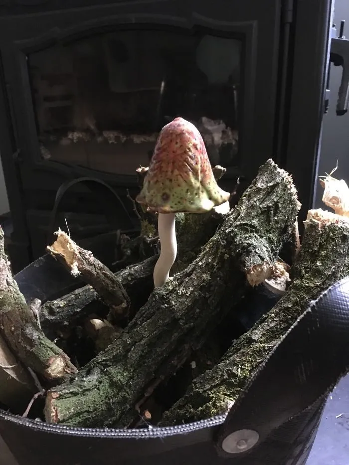 My Little Mushroom