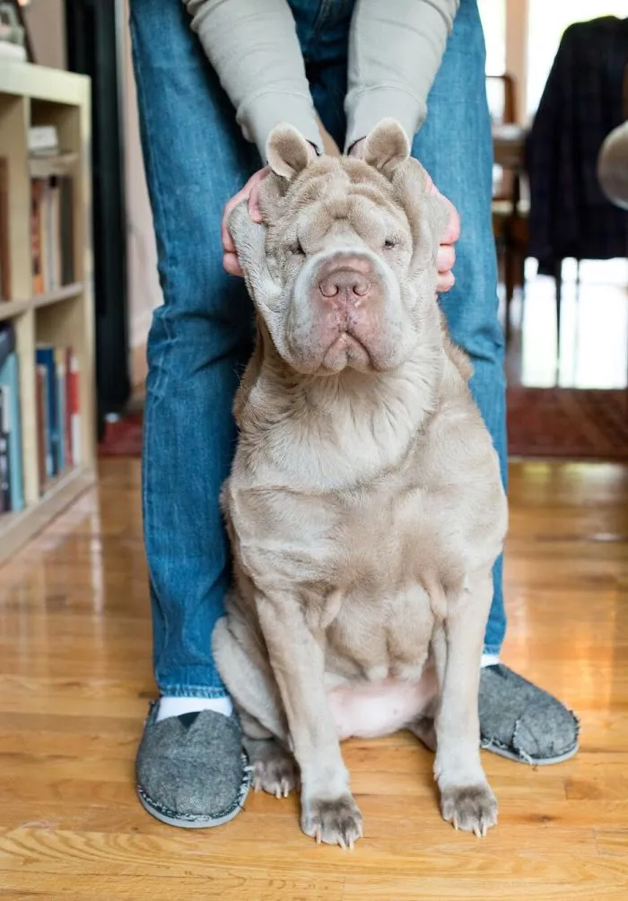 10+ Perros con mofletes blanditos que necesitas pellizcar