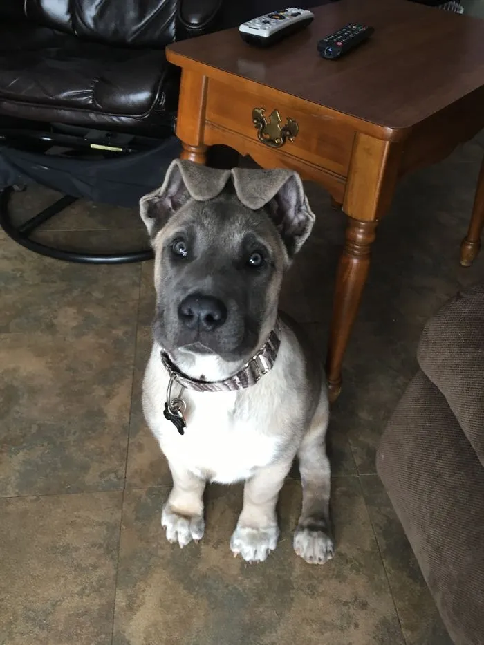 We Want To See Your Floppy Puppy Ears!