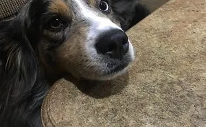 3 Cute, Fat Doggums For Your Enjoyment