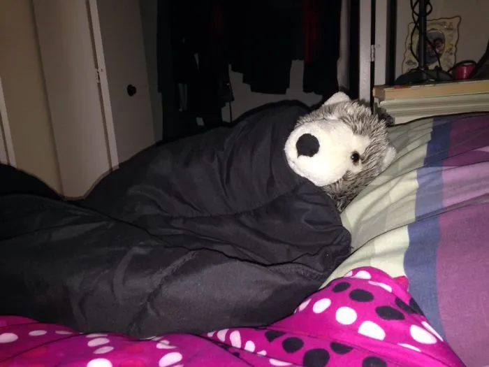 My Life With My Husky Marshmella