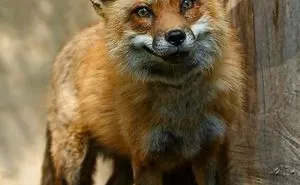 Woman Has Special Needs Fox Legally Stolen