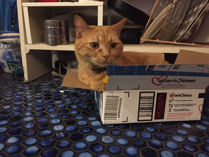 Princess Luther Will Get In All Boxes, No Matter The Size. And Then Yell Till You Go See Her