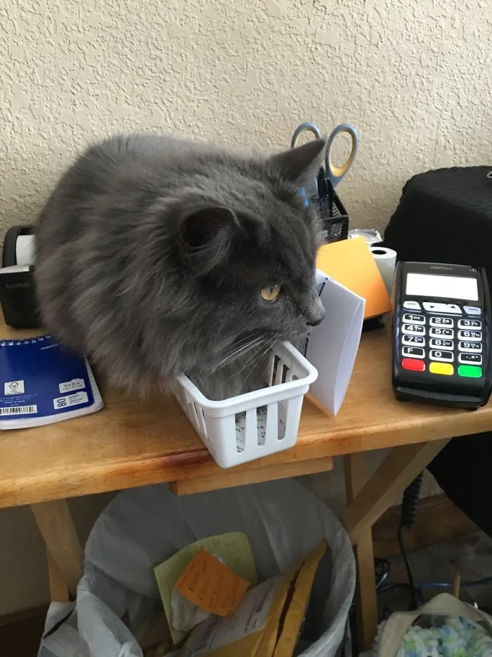 Somehow He Fit All Four Paws In This Bin...
