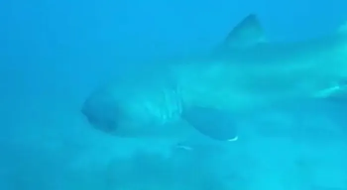 Rarely 'Megamouth Shark' Made An Unexpectedly Appearance At Komodo National Park Waters