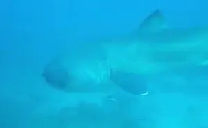 Rarely 'Megamouth Shark' Made An Unexpectedly Appearance At Komodo National Park Waters