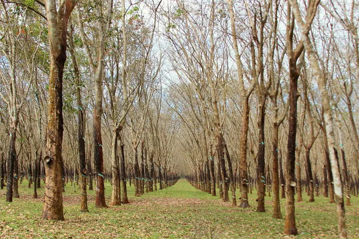 Amazing Leaf Falling Season In Rubber Tree Forests In South Vietnam
