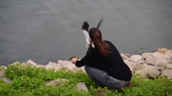 How To Rescue A Wild Animal...