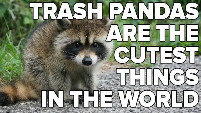 Trash Pandas Are The Cutest Things In The Whole World
