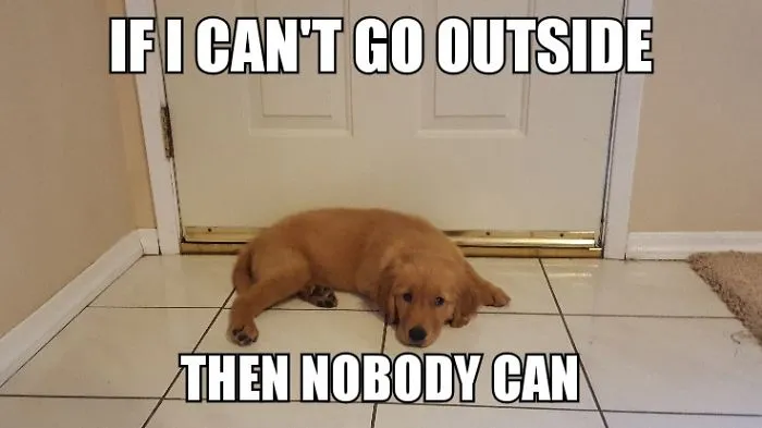 I Took Photos Of My 4-Month-Old Puppy & Added Captions To Them Of Her Thoughts