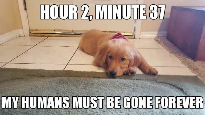 I Took Photos Of My 4-Month-Old Puppy & Added Captions To Them Of Her Thoughts