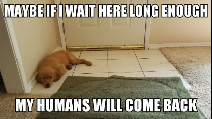 I Took Photos Of My 4-Month-Old Puppy & Added Captions To Them Of Her Thoughts