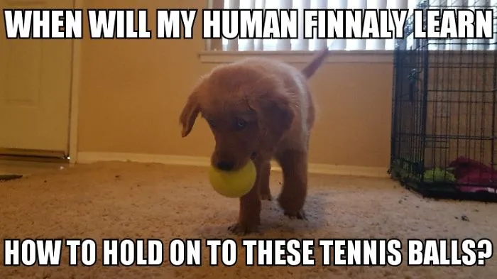 I Took Photos Of My 4-Month-Old Puppy & Added Captions To Them Of Her Thoughts