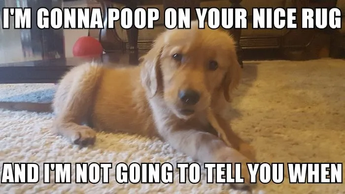 I Took Photos Of My 4-Month-Old Puppy & Added Captions To Them Of Her Thoughts