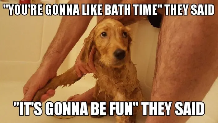 I Took Photos Of My 4-Month-Old Puppy & Added Captions To Them Of Her Thoughts