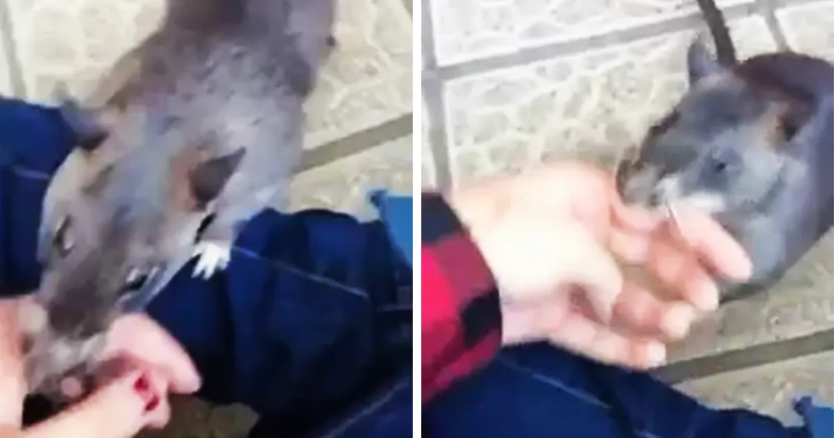 Esta rata enorme arrastra de la mano a su humana para mostrarle su cría, y es adorable