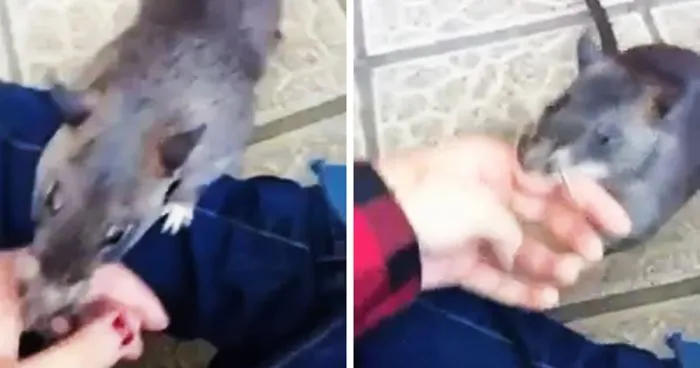 Giant Rat Drags Human By Her Hand To Show Her A Baby, And It’s The Most Adorable Thing You’ll See Today