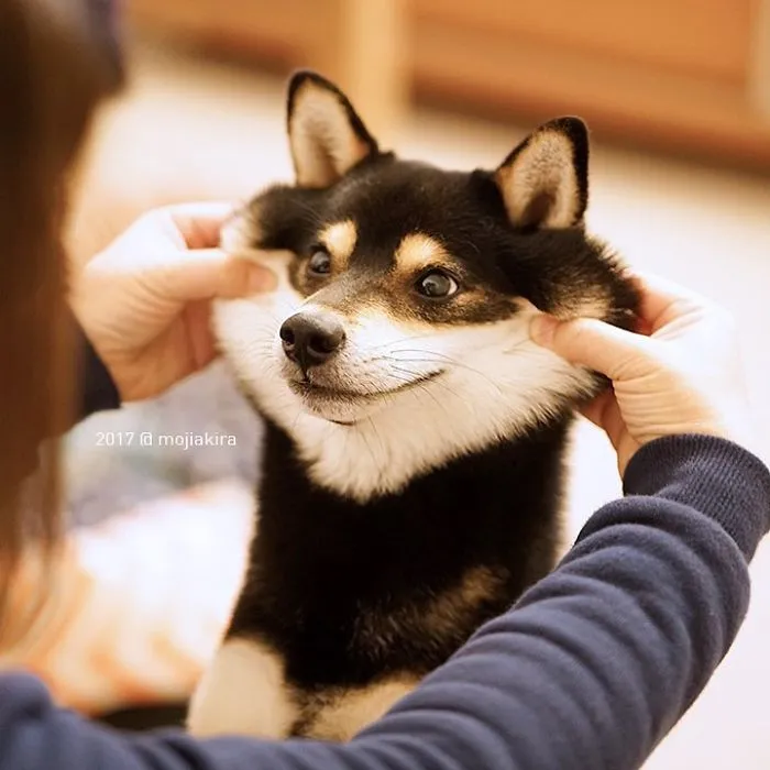 10+ Perros con mofletes blanditos que necesitas pellizcar