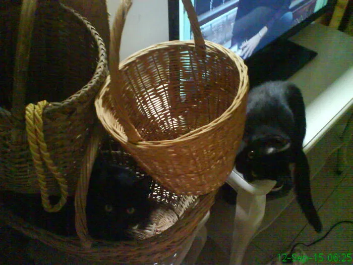 My Adopted Pets...