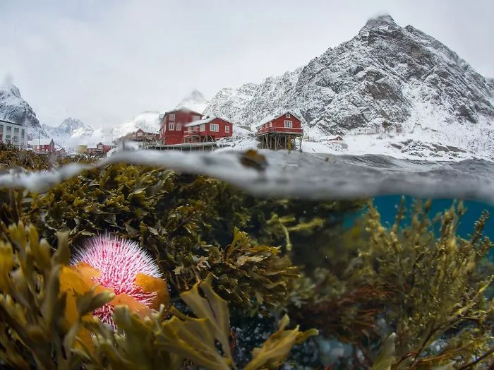 Underwater View Of The Winter Lofoten
