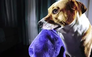 Tearribles- The Dog Toy We've All Been Waiting For