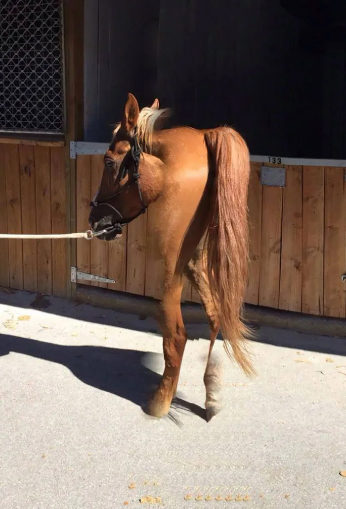 Pobre caballo