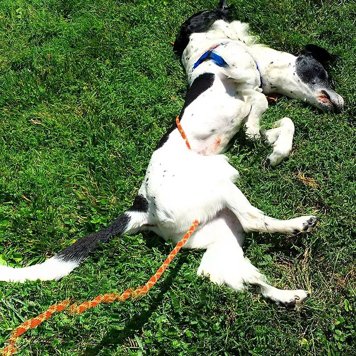 Panoramic Fail