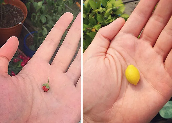 Don't Mean To Brag But I've Got Strawberries Growing The Size Of Lemons Over Here!