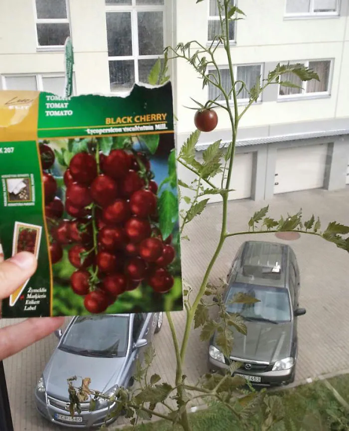Esperando a que salgan el resto de tomates