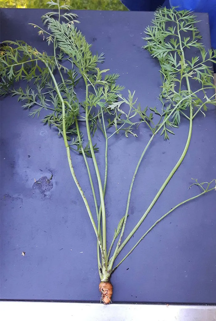 I Think I Set The Record For Most Disappointing Carrot