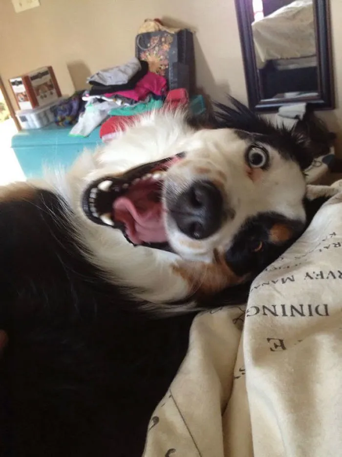 Woke Up This Morning, Rolled Over, And This Was Staring Back At Me
