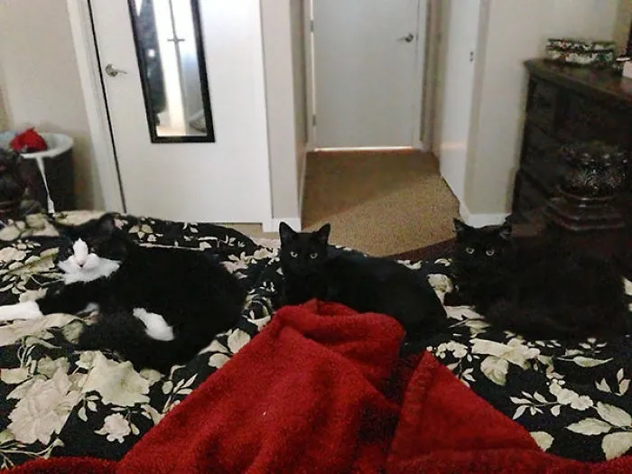 I Usually Wake Up Around 9 Am To Feed My Cats. Woke Up At 10 One Day