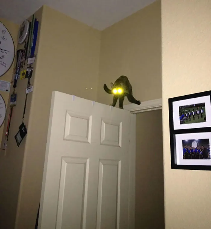 Me despertó mi gato que se había vuelto loco