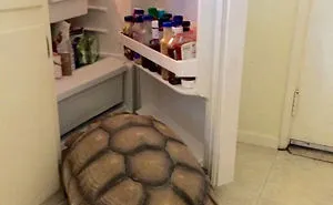 50 Of The Funniest I Woke Up To This" Moments That Have Ever Happened To Pet Owners"